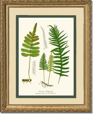 Scouler's Polypody Fern Botanical Wall Art Print-Charting Nature