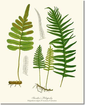 Scouler's Polypody Fern Botanical Wall Art Print-Charting Nature
