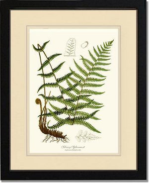 Silvery Spleenwort Fern Botanical Wall Art Print-Charting Nature