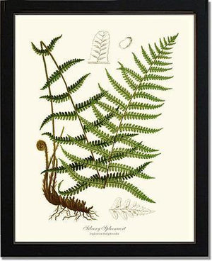 Silvery Spleenwort Fern Botanical Wall Art Print-Charting Nature