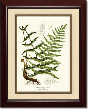 Silvery Spleenwort Fern Botanical Wall Art Print-Charting Nature