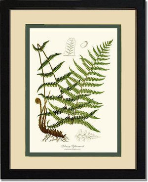 Silvery Spleenwort Fern Botanical Wall Art Print-Charting Nature