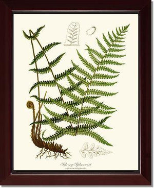 Silvery Spleenwort Fern Botanical Wall Art Print-Charting Nature