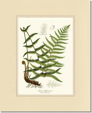 Silvery Spleenwort Fern Botanical Wall Art Print-Charting Nature