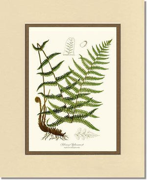 Silvery Spleenwort Fern Botanical Wall Art Print-Charting Nature