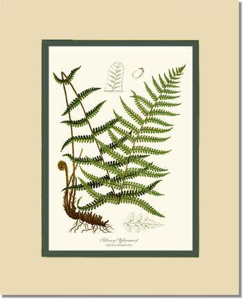 Silvery Spleenwort Fern Botanical Wall Art Print-Charting Nature