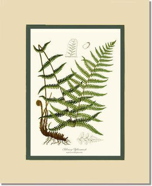 Silvery Spleenwort Fern Botanical Wall Art Print-Charting Nature