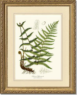 Silvery Spleenwort Fern Botanical Wall Art Print-Charting Nature