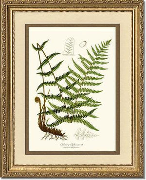 Silvery Spleenwort Fern Botanical Wall Art Print-Charting Nature