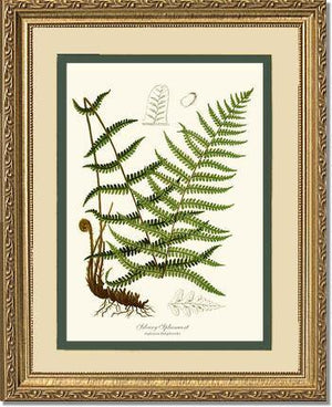 Silvery Spleenwort Fern Botanical Wall Art Print-Charting Nature