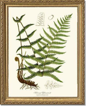 Silvery Spleenwort Fern Botanical Wall Art Print-Charting Nature