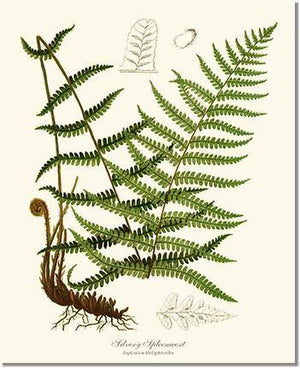 Silvery Spleenwort Fern Botanical Wall Art Print-Charting Nature