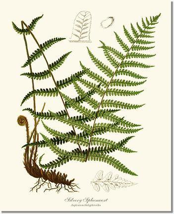 Silvery Spleenwort Fern