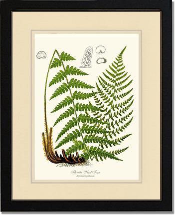 Florida Wood Fern Botanical Wall Art Print-Charting Nature
