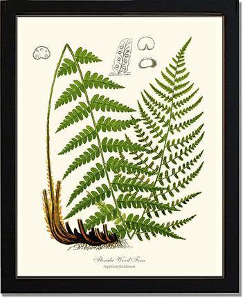 Florida Wood Fern Botanical Wall Art Print-Charting Nature