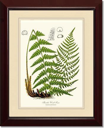 Florida Wood Fern Botanical Wall Art Print-Charting Nature