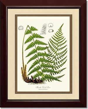 Florida Wood Fern Botanical Wall Art Print-Charting Nature
