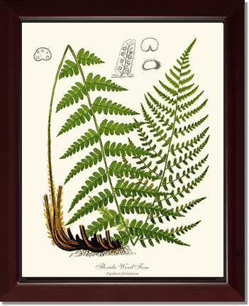 Florida Wood Fern Botanical Wall Art Print-Charting Nature