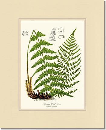 Florida Wood Fern Botanical Wall Art Print-Charting Nature