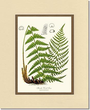 Florida Wood Fern Botanical Wall Art Print-Charting Nature