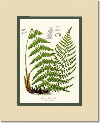 Florida Wood Fern Botanical Wall Art Print-Charting Nature