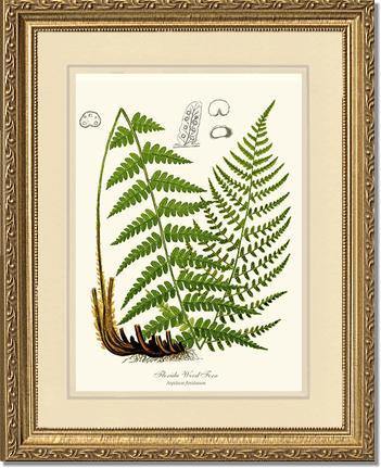 Florida Wood Fern Botanical Wall Art Print-Charting Nature