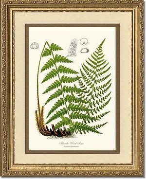 Florida Wood Fern Botanical Wall Art Print-Charting Nature