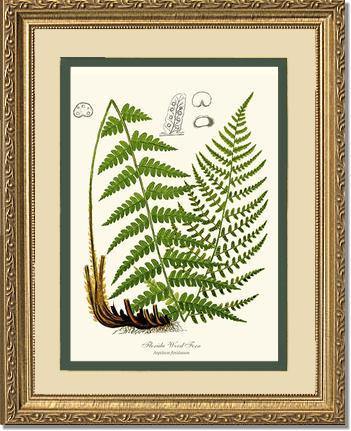 Florida Wood Fern Botanical Wall Art Print-Charting Nature