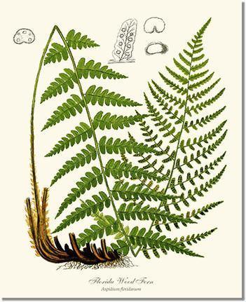 Florida Wood Fern Botanical Wall Art Print-Charting Nature