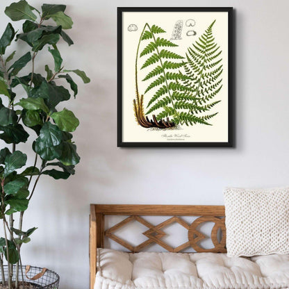 Florida Wood Fern Botanical Wall Art Print-Charting Nature