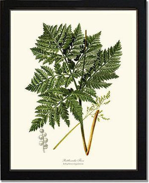 Botrychium virginianum Fern Botanical Wall Art Print-Charting Nature