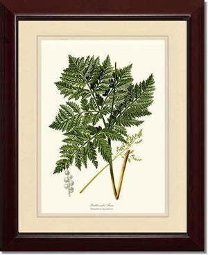 Botrychium virginianum Fern Botanical Wall Art Print-Charting Nature