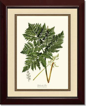 Botrychium virginianum Fern Botanical Wall Art Print-Charting Nature