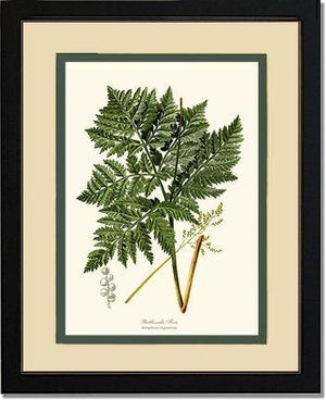 Botrychium virginianum Fern Botanical Wall Art Print-Charting Nature