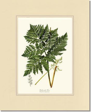 Botrychium virginianum Fern Botanical Wall Art Print-Charting Nature