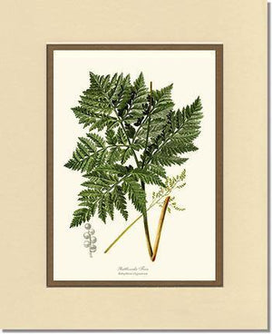 Botrychium virginianum Fern Botanical Wall Art Print-Charting Nature