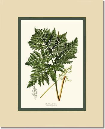 Botrychium virginianum Fern Botanical Wall Art Print-Charting Nature