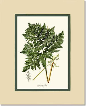Botrychium virginianum Fern Botanical Wall Art Print-Charting Nature