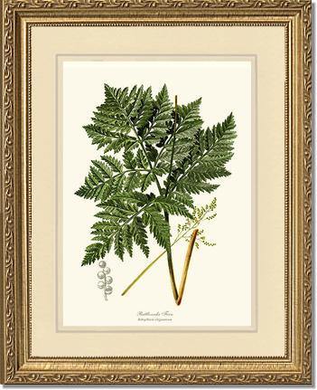 Botrychium virginianum Fern Botanical Wall Art Print-Charting Nature