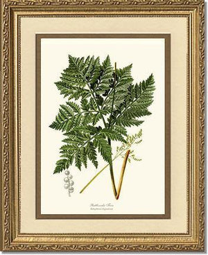 Botrychium virginianum Fern Botanical Wall Art Print-Charting Nature