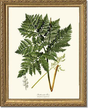 Botrychium virginianum Fern Botanical Wall Art Print-Charting Nature