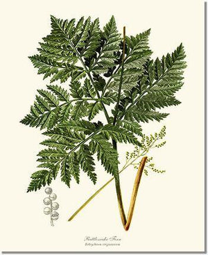 Botrychium virginianum Fern Botanical Wall Art Print-Charting Nature