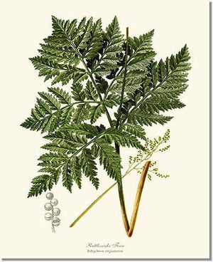 Botrychium virginianum Fern Botanical Wall Art Print-Charting Nature