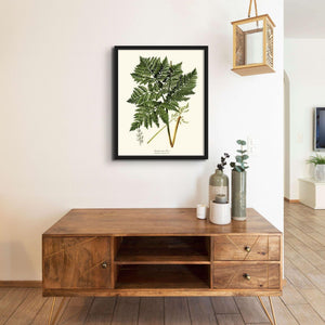 Botrychium virginianum Fern Botanical Wall Art Print-Charting Nature