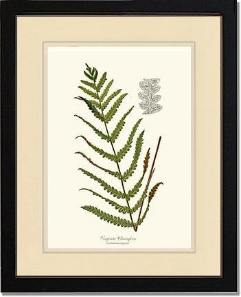 Virginia Chainfern Botanical Wall Art Print-Charting Nature