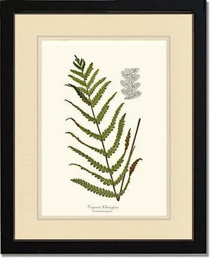 Virginia Chainfern Botanical Wall Art Print-Charting Nature