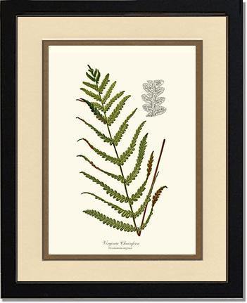 Virginia Chainfern Botanical Wall Art Print-Charting Nature