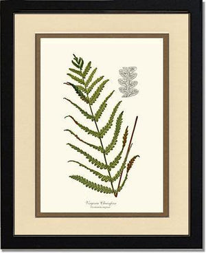 Virginia Chainfern Botanical Wall Art Print-Charting Nature