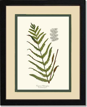 Virginia Chainfern Botanical Wall Art Print-Charting Nature