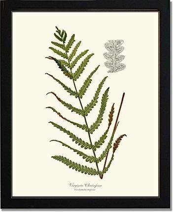Virginia Chainfern Botanical Wall Art Print-Charting Nature